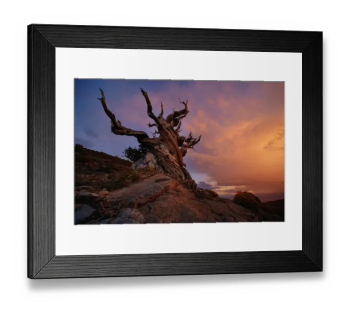 Framed Print : Bristlecone Tree Framed Print : Bristlecone Tree