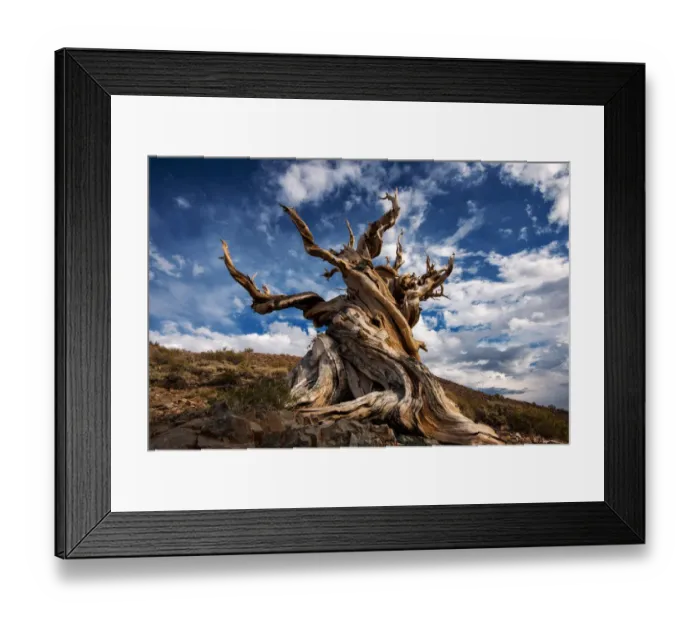 Framed Print : Bristlecone tree Framed Print : Bristlecone tree