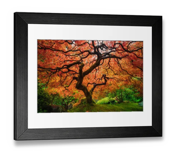 Framed Print : Autumn maple tree Framed Print : Autumn maple tree