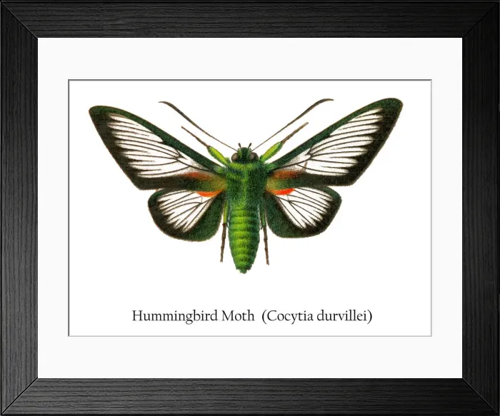 Framed Print : Old chromolithograph illustration of Hummingbird moth (Cocytia durvillei) Framed Print : Old chromolithograph illustration of Hummingbird moth (Cocytia durvillei)