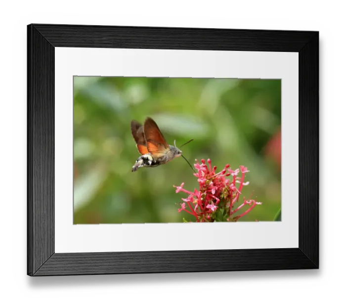 Framed Print : Hummingbird Hawk Moth