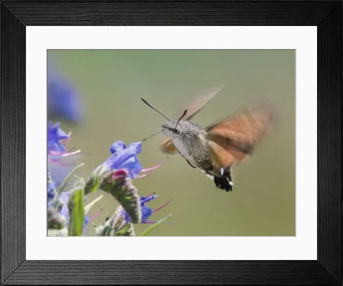 Framed Print : Hummingmoth Framed Print : Hummingmoth