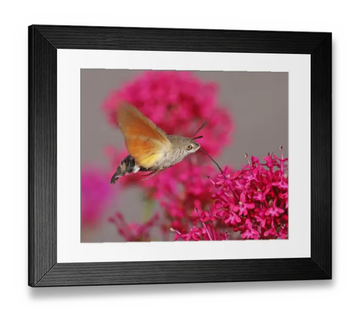 Framed Print : Hummingbird Hawk-Moth (Macroglossum stellatarum) Framed Print : Hummingbird Hawk-Moth (Macroglossum stellatarum)