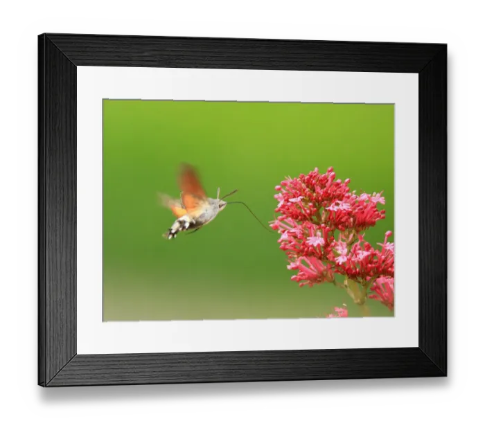 Framed Print : Hummingbird Hawk Moth Framed Print : Hummingbird Hawk Moth
