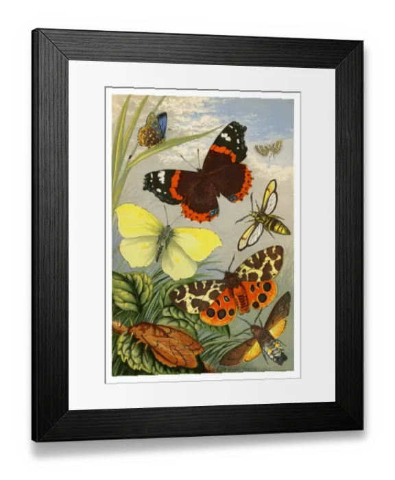 Framed Print : Butterflies and moths