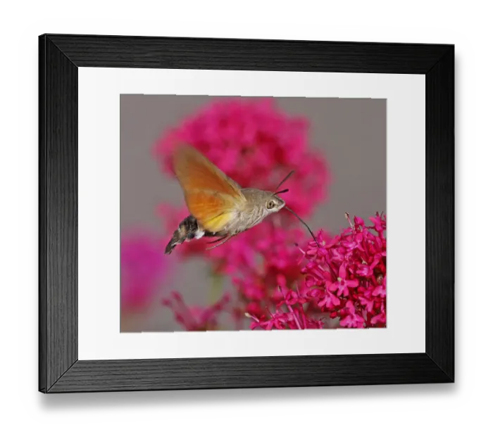 Framed Print : Hummingbird hawk-moth Framed Print : Hummingbird hawk-moth