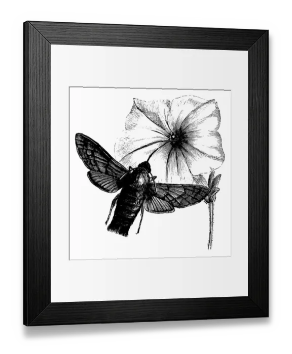 Framed Print : Antique illustration of Hummingbird hawk-moth (Macroglossum stellatarum) feeding on flower
