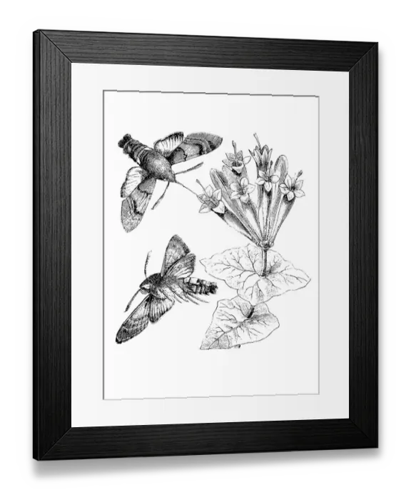 Framed Print : Hummingbird Hawk-moth (Macroglossum Stellatarum) Framed Print : Hummingbird Hawk-moth (Macroglossum Stellatarum)
