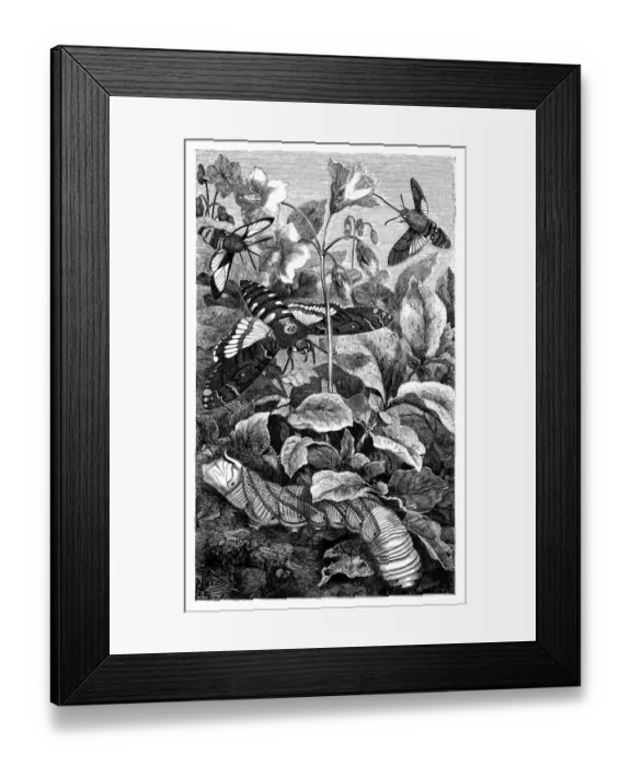 Framed Print : Hawk Moths Framed Print : Hawk Moths