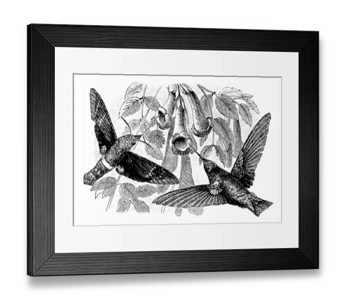 Framed Print : Antique illustration of Hummingbird and Hummingbird hawk-moth