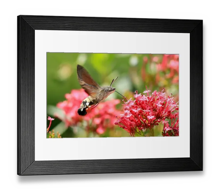 Framed Print : Hummingbird Hawk Moth Framed Print : Hummingbird Hawk Moth