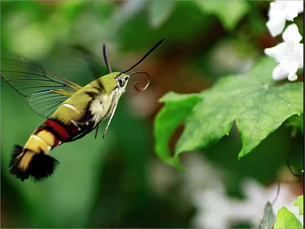 Hummingbird Hawk Moth in Flight