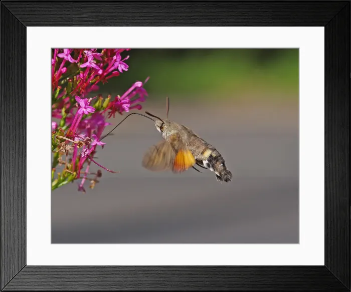 Framed Print : Hummingbird Hawkmoth [Macroglossum stellatarum]