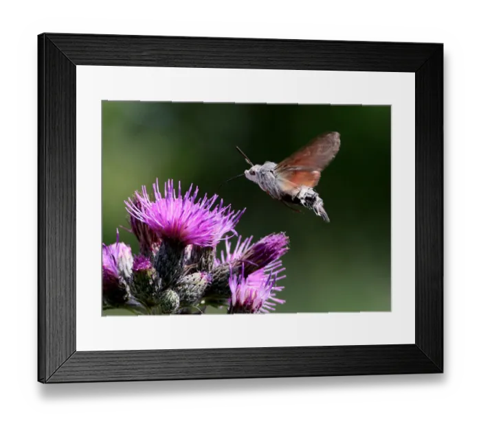 Framed Print : Hummingbird hawk moth