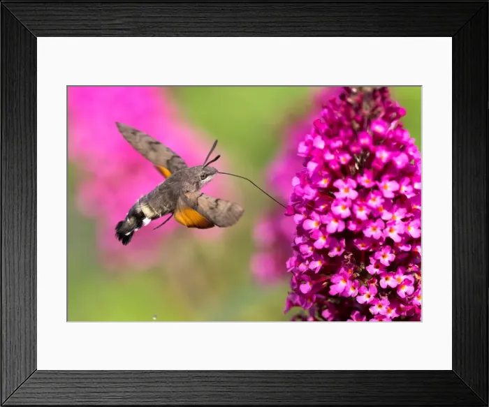 Framed Print : Hummingbird hawk-moth ( Macroglossum stellatarum) flying, collecting nectar of butterfly bushes, Hesse, Germany