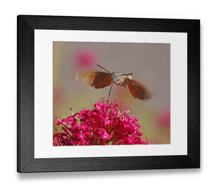 Framed Print : Hummingbird Hawkmoth [Macroglossum stellatarum]