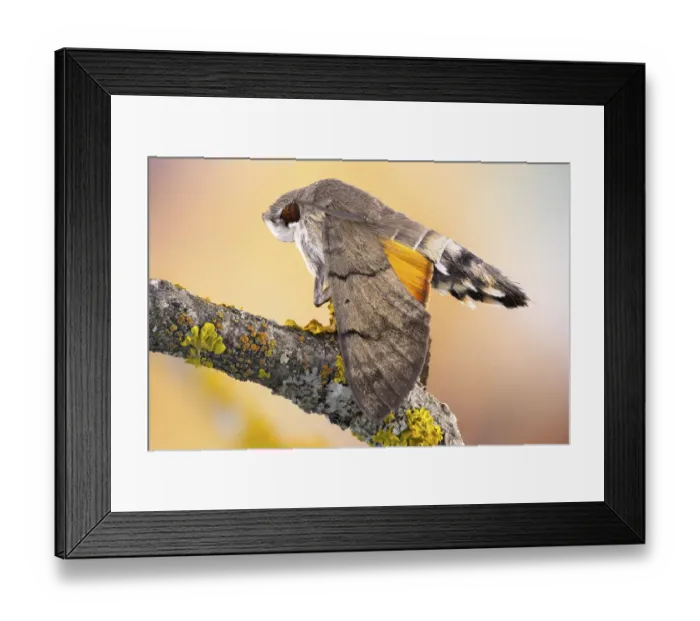 Framed Print : Hummingbird hawkmoth Framed Print : Hummingbird hawkmoth