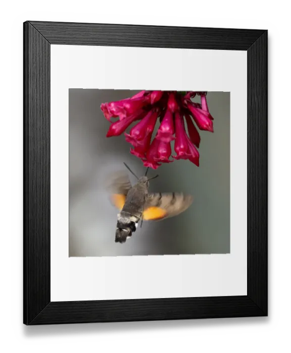 Framed Print : Hummingbird Hawk-moth at at the blossoms of Early jessamine Framed Print : Hummingbird Hawk-moth at at the blossoms of Early jessamine