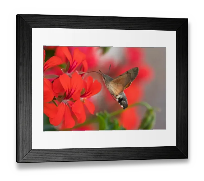 Framed Print : Hummingbird hawk-moth (Macroglossum stellatarum), flying while feeding, on geranium blossom (Pelargonium spec. ), Germany Framed Print : Hummingbird hawk-moth (Macroglossum stellatarum), flying while feeding, on geranium blossom (Pelargonium spec. ), Germany