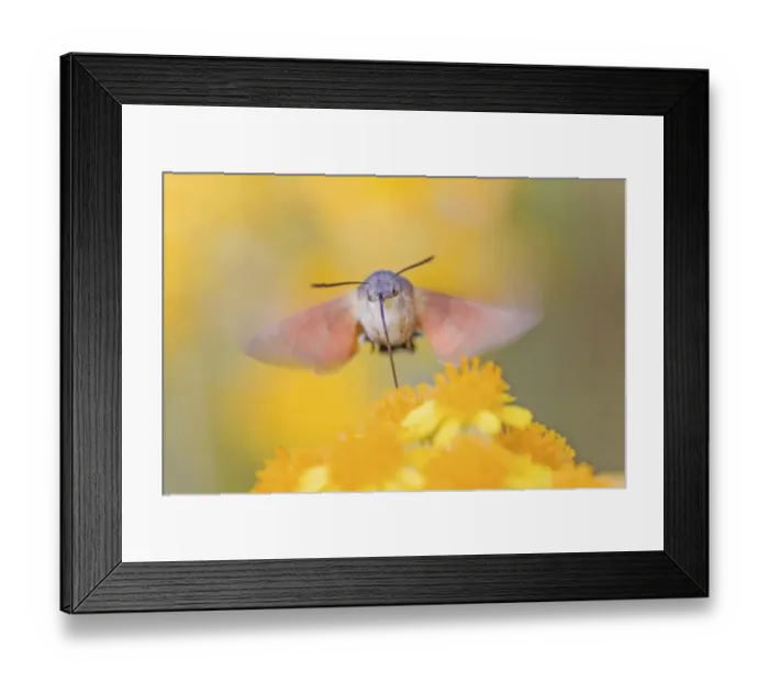 Framed Print : Hummingbird hawk-moth (Macroglossum stellatarum) feeding in flight, Saxony-Anhalt, Germany