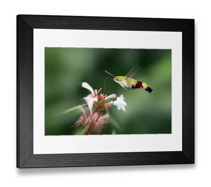 Framed Print : Hummingbird Hawk Moth in Flight Framed Print : Hummingbird Hawk Moth in Flight