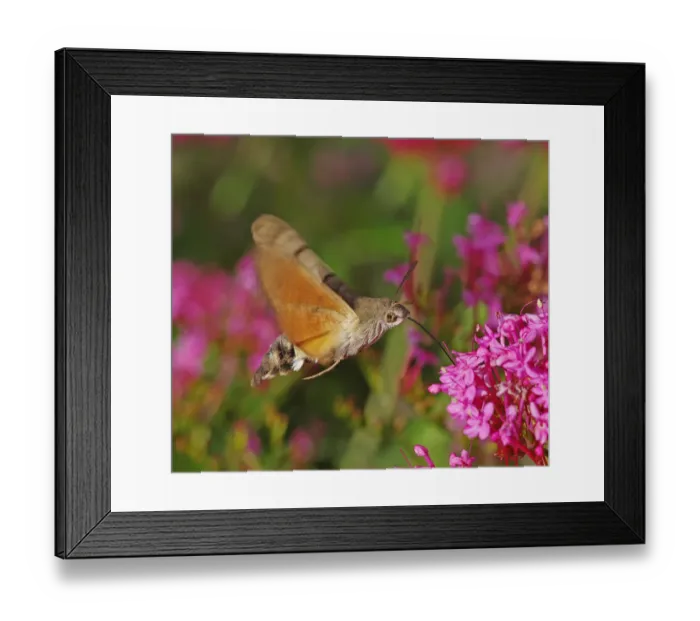 Framed Print : Hummingbird Hawkmoth [Macroglossum stellatarum]