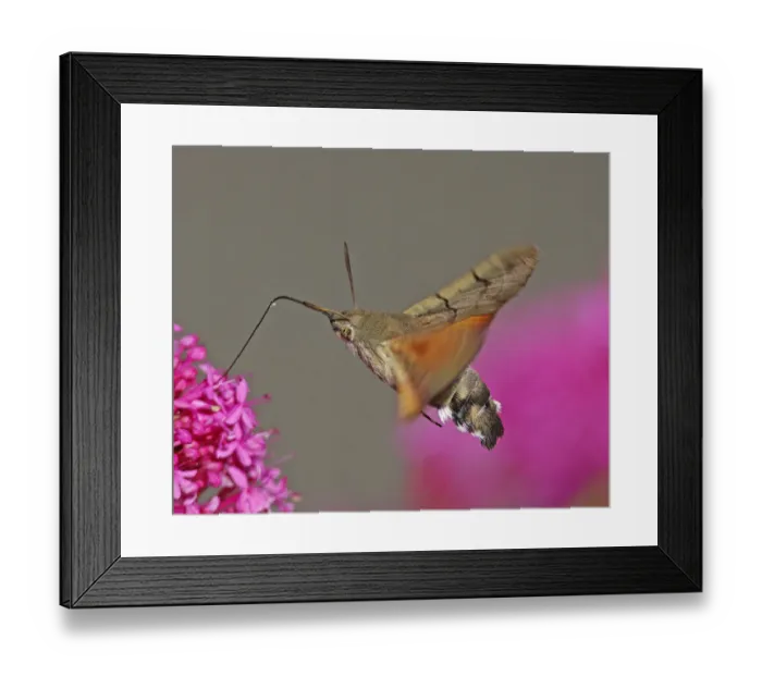 Framed Print : Hummingbird Hawkmoth [Macroglossum stellatarum]