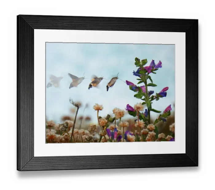 Framed Print : Photos Butterfly hummingbird hawk-moth (Macroglossum stellatarum). Sequence Framed Print : Photos Butterfly hummingbird hawk-moth (Macroglossum stellatarum). Sequence