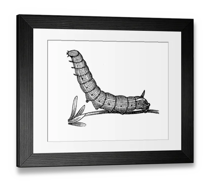 Framed Print : Antique illustration of Hummingbird hawk-moth caterpillar