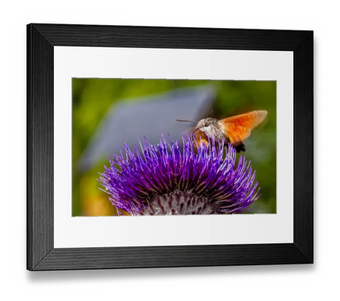 Framed Print : Perfect Purple Framed Print : Perfect Purple