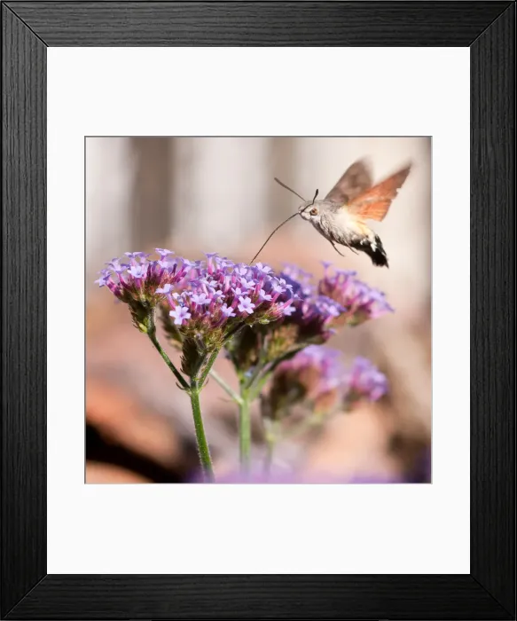 Framed Print : Hummingbird Hawk Moth feeding on Verbena flowers Framed Print : Hummingbird Hawk Moth feeding on Verbena flowers