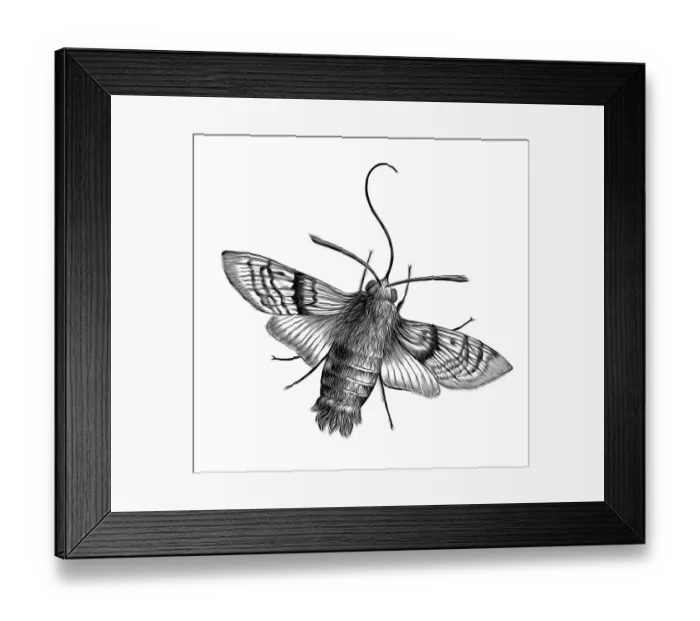 Framed Print : Old engraved illustration of Hummingbird hawk-moth (Macroglossum stellatarum) Framed Print : Old engraved illustration of Hummingbird hawk-moth (Macroglossum stellatarum)