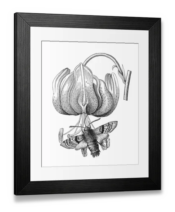 Framed Print : Old engraved illustration of Turks cap lily (Lilium martagon) pollinated by Hummingbird hawk-moth (Macroglossum stellatarum) Framed Print : Old engraved illustration of Turks cap lily (Lilium martagon) pollinated by Hummingbird hawk-moth (Macroglossum stellatarum)