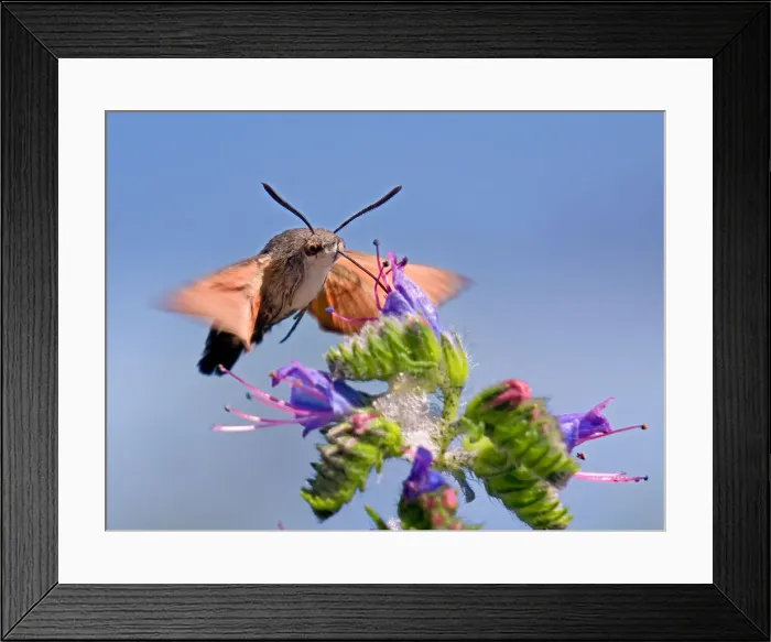 Framed Print : Humming bird Framed Print : Humming bird