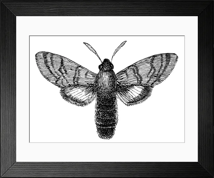 Framed Print : Hummingbird hawk-moth (Macroglossum stellatarum) Framed Print : Hummingbird hawk-moth (Macroglossum stellatarum)