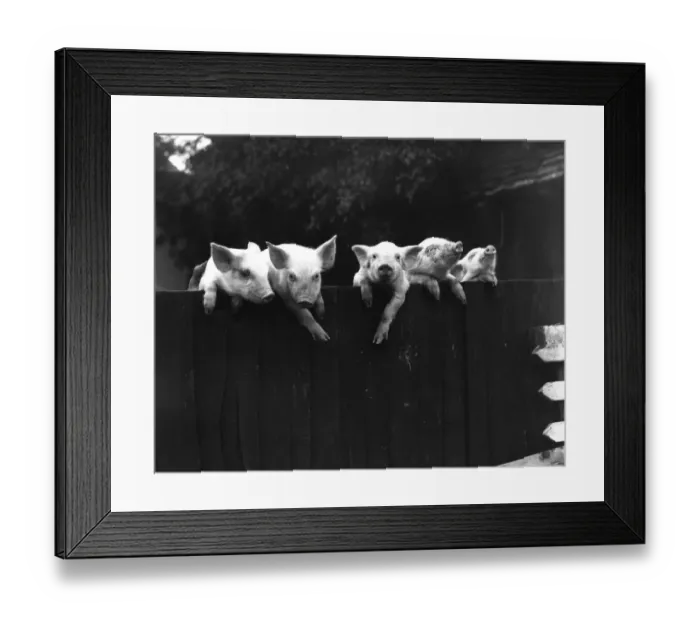 Framed Print : Wall Pigs. 3rd October 1934: Pigs peering over the top of a fence at Paley House Farm Framed Print : Wall Pigs. 3rd October 1934: Pigs peering over the top of a fence at Paley House Farm