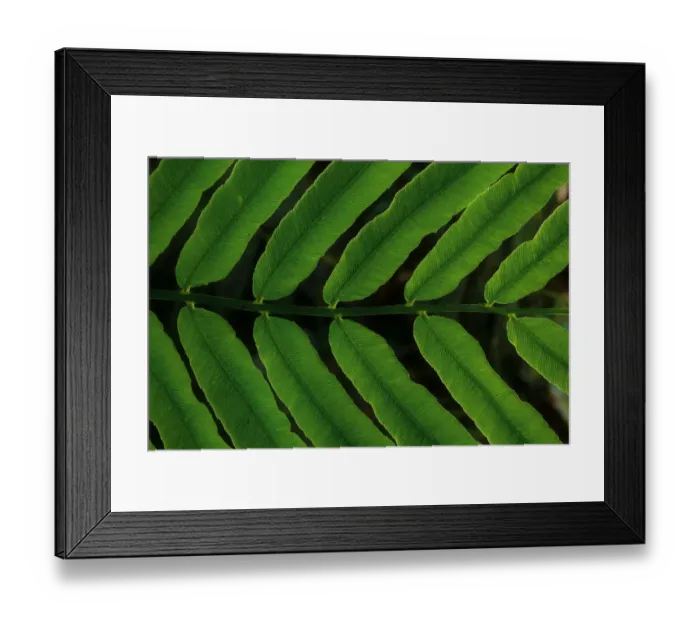 Framed Print : Close-up view of tropical fern leaf Framed Print : Close-up view of tropical fern leaf