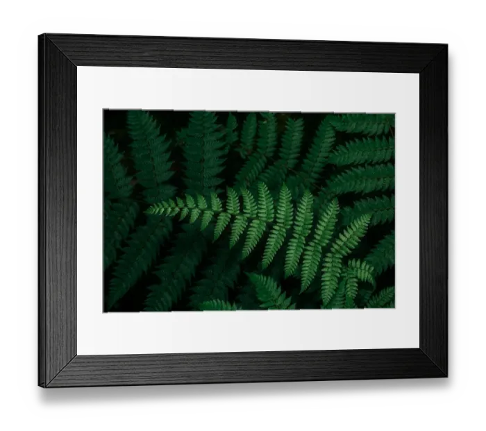 Framed Print : Close-up view of tropical fern leaf Framed Print : Close-up view of tropical fern leaf