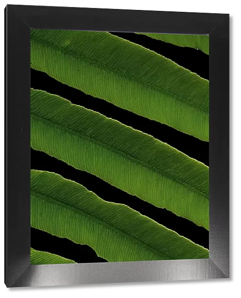 Close-up view of tropical fern leaf
