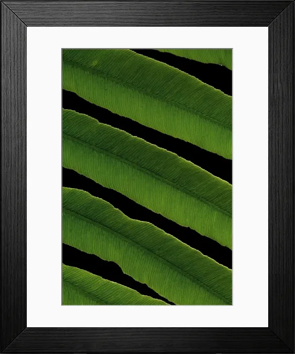 Framed Print : Close-up view of tropical fern leaf Framed Print : Close-up view of tropical fern leaf