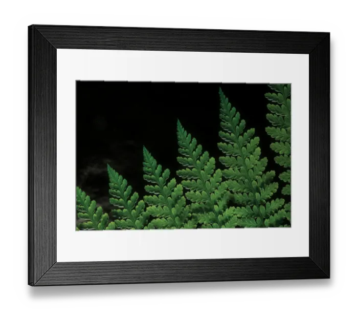 Framed Print : Close-up view of tropical fern leaf Framed Print : Close-up view of tropical fern leaf