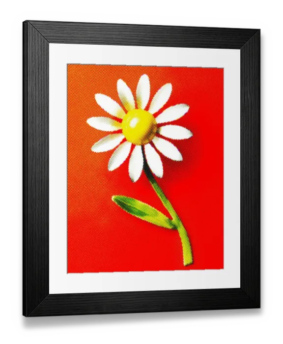 Framed Print : White and Yellow Flower Framed Print : White and Yellow Flower