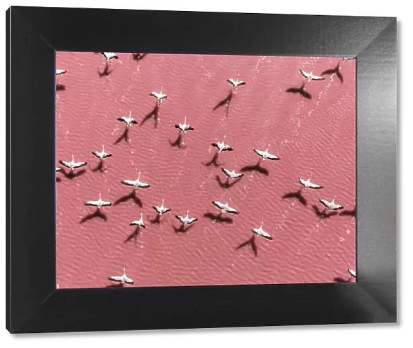 Drone image close to flamingos flying over Laguna Colorada, Bolivia
