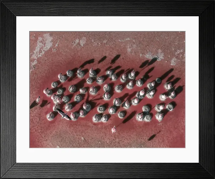 Framed Print : Flamingos nesting on Laguna Colorada seen from directly above, Bolivia Framed Print : Flamingos nesting on Laguna Colorada seen from directly above, Bolivia