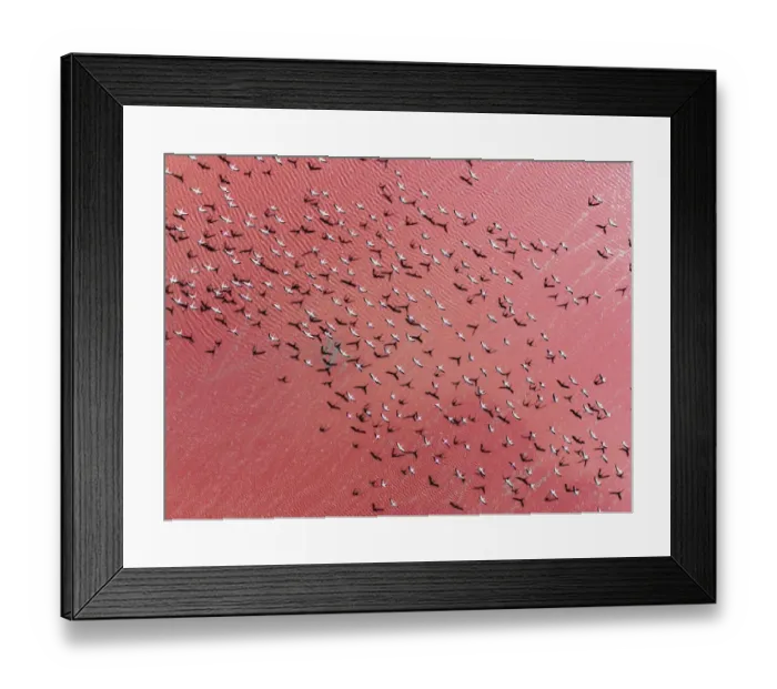 Framed Print : Flock of flamingos flying above Laguna Colorada seen from an aerial point of view, Bolivia Framed Print : Flock of flamingos flying above Laguna Colorada seen from an aerial point of view, Bolivia