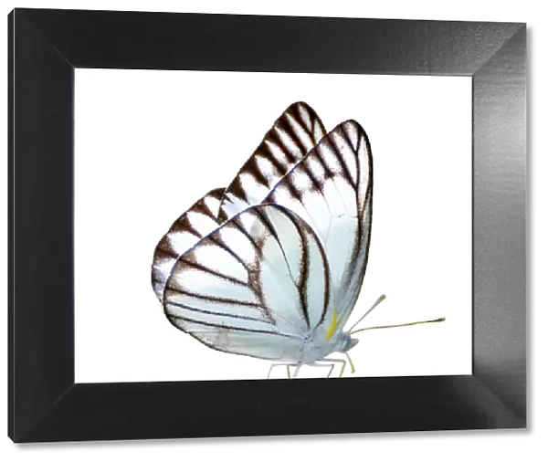 Butterfly white white background isolated