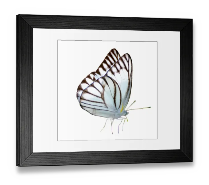 Framed Print : Butterfly white white background isolated Framed Print : Butterfly white white background isolated