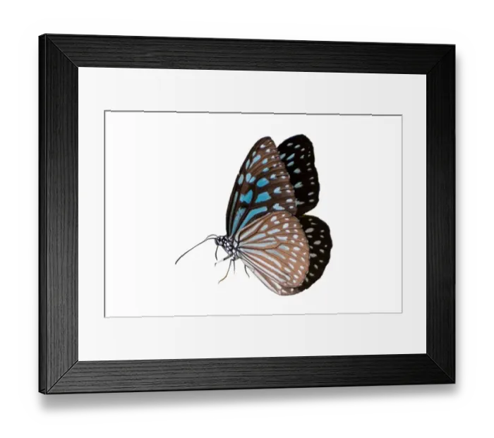 Framed Print : Butterfly spots orange yellow white background Isolate Framed Print : Butterfly spots orange yellow white background Isolate