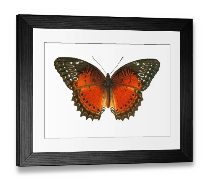 Framed Print : Old lithograph of Entomology, the red lacewing (Cethosia biblis) Framed Print : Old lithograph of Entomology, the red lacewing (Cethosia biblis)