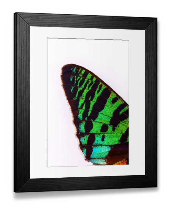 Framed Print : Close-up detail of butterfly wing